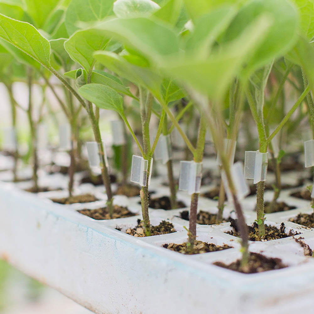 Charola de Unicel de 338 Cavidades para Germinación